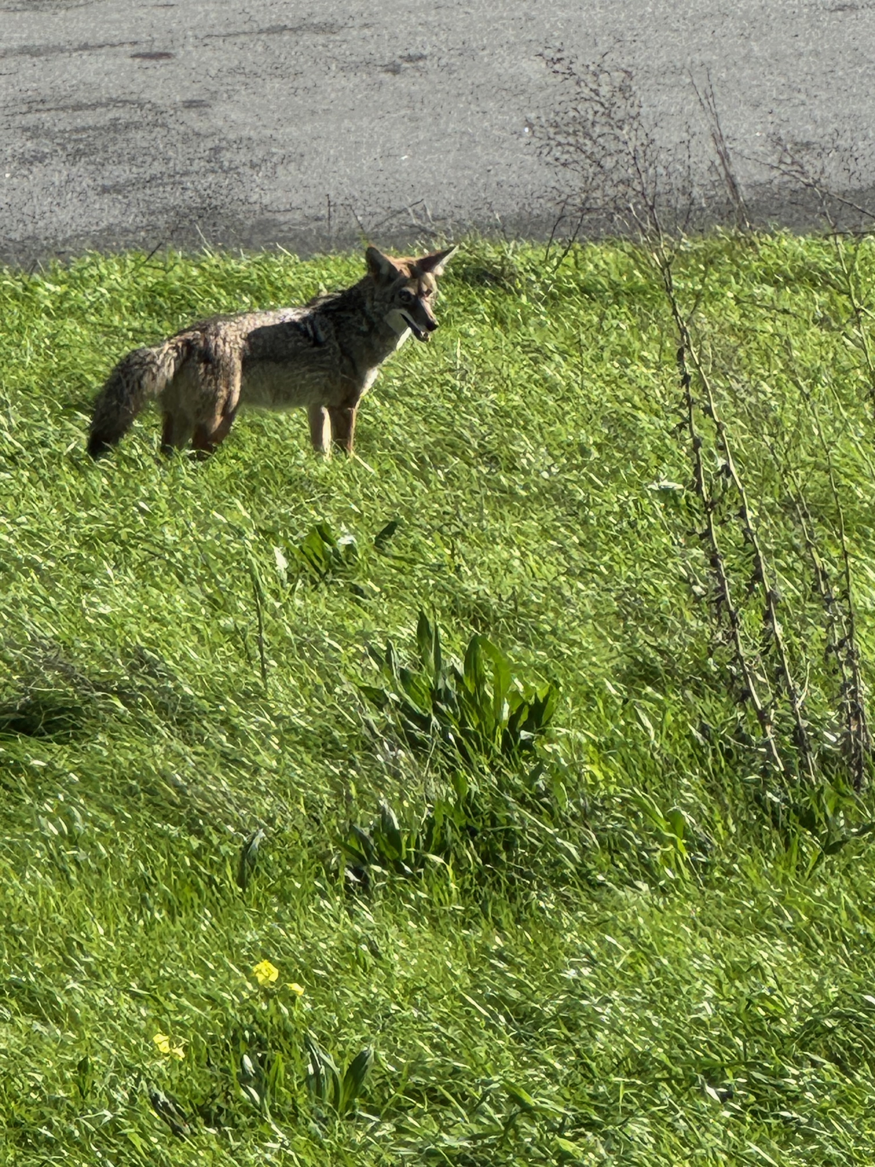 Coyote on Bernal